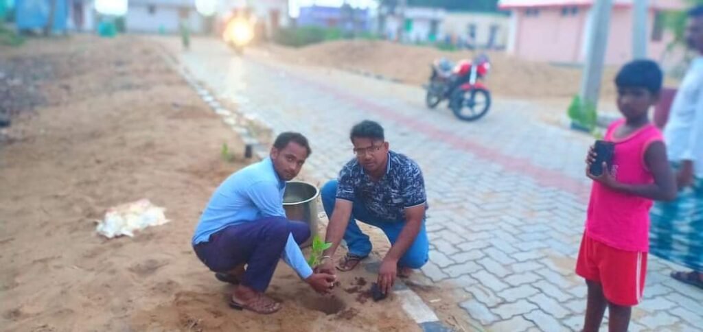 Tree Plantation